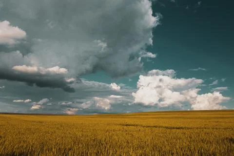 Wheat field under sunset cloud sky Stock Photos