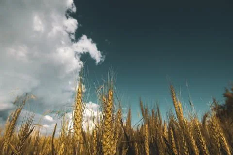 Wheat field under sunset cloud sky Stock Photos