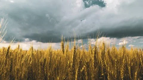 Wheat field under sunset cloud sky Stock Photos