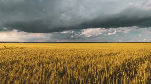 Wheat field under sunset cloud sky Stock Photos