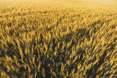 Wheat field under sunset cloud sky Stock Photos