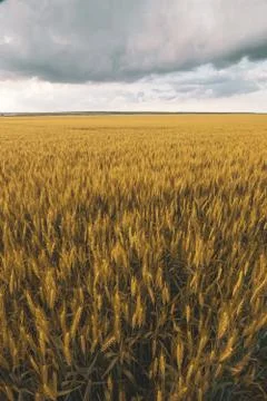 Wheat field under sunset cloud sky Stock Photos