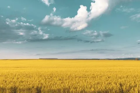 Wheat field under sunset cloud sky Stock Photos