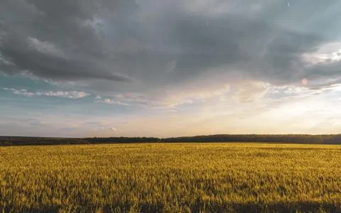 Wheat field under sunset cloud sky Stock Photos