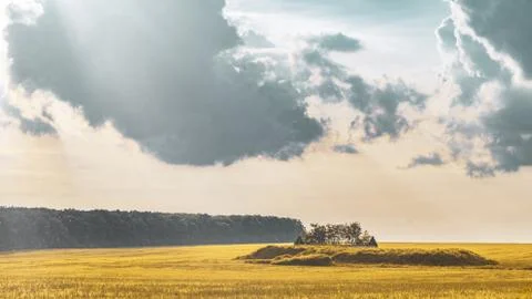Wheat field under sunset cloud sky Stock Photos
