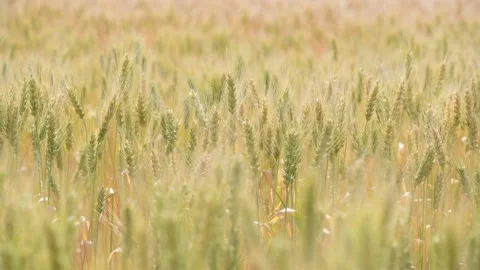 Wheat field of unripe wheat. Stock Footage 225884069