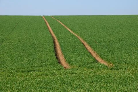Wheat field in Val d Oise Stock Photos