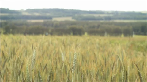 Wheat field in a valley Stock Footage 106899502