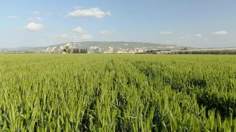 Wheat field in a valley Stock Footage 127478409
