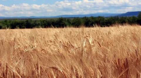 Wheat Field Version 1 Stock Footage 24628140