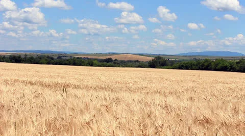 Wheat Field Version 2 Stock Footage 24628076