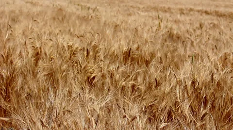 Wheat Field Version 3 Stock Footage 24628126