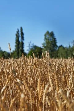 Wheat field in vertical format. wheat financial crisis. production shortage i Stock Photos