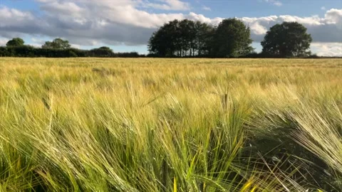 Wheat Field Video Stock Footage 157935856