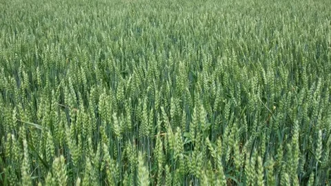 Wheat field view from above. Crops moving in wave from strong wind. Young g.. Vídeos de archivo 245399128