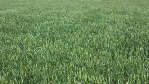 Wheat field view from above. Crops moving in wave from strong wind. Young g.. Stock Footage 267296926