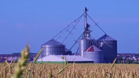 Wheat field view and milling plant from the ground. Crops moving from wind... Vidéo 247100221