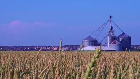 Wheat field view and milling plant from the ground. Crops moving from wind... Vídeos de archivo 247100236