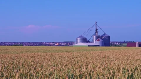 Wheat field view and milling plant from the ground. Crops moving from wind... Stock Footage 247100259