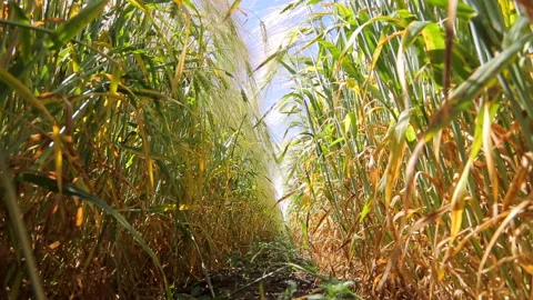 Wheat field, view from ground level. Roots and leaves of wheat and rye spikelets Stock Footage 91287748