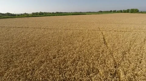Wheat field viewed from air - front view, moving forward, low altitude, speed HD Stock Footage 53246023