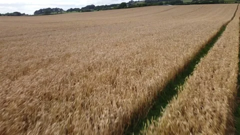 Wheat Field Waiting to be Cut on a calm and breezy Autumn Day Stock Footage 209149744