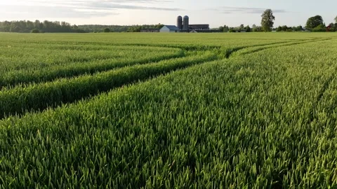 Wheat field with warehouse in background Stock Footage 320802249