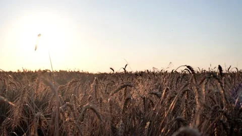 Wheat field in the warm rays of the evening sun Stock Footage 164921508