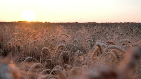 Wheat field in the warm rays of the summer sun Stock Footage 168641174
