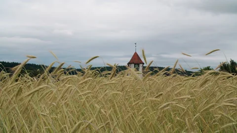 Wheat field with watchtower Stock Footage 270064449