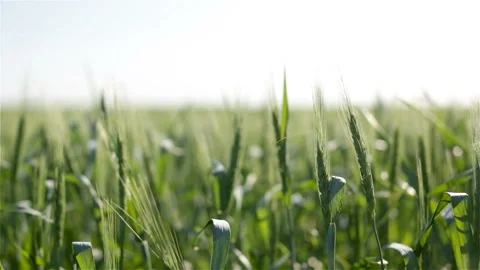 Wheat Field Waves on Light Wind Video stock 123699528