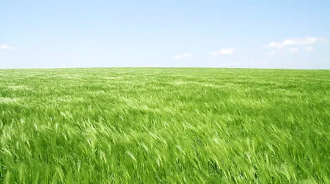 Wheat Field Waves Moved by Summer Wind Nature Crane Shot Background HD Stock Footage
