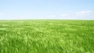 Wheat Field Waves Moved By Summer Wind Nature Crane Shot Background Hd Stock Footage