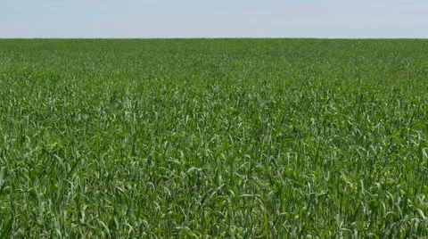 Wheat Field Waves Moved by Summer Wind with horizon panorama Stock Footage 51314589