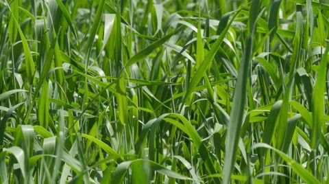 Wheat Field Waves Moved by Summer Wind Close Up Stock Footage 51314947