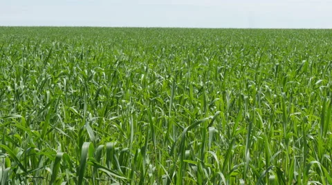 Wheat Field Waves Moved by Summer Wind with horizon panorama Stock Footage 51315200