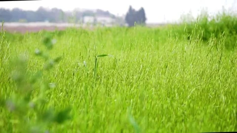 Wheat Field Waves Moved by Summer Wind Nature Background HD Stock Footage 73972771