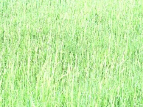 Wheat Field Waves Moved by Summer Wind Pan Nature Background Stock Footage 76480427
