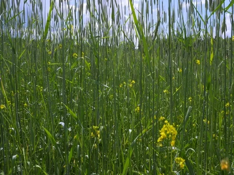 Wheat Field Waves Moved by Summer Wind Nature Stock Footage 76536613