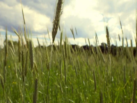 Wheat Field Waves Moved by Summer Wind Nature Видео 76538029