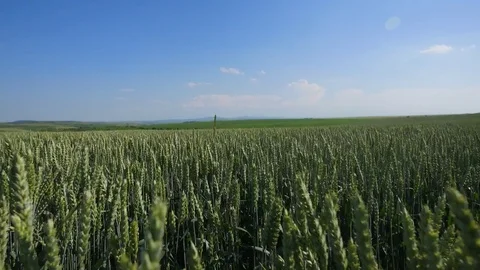 Wheat Field Waves Moved by Summer Wind Pan Nature Background Stock Footage 77160757