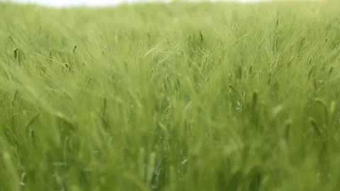 Wheat Field Waves Moved by Summer Wind Pan Nature Background HD Stock Footage 77997070