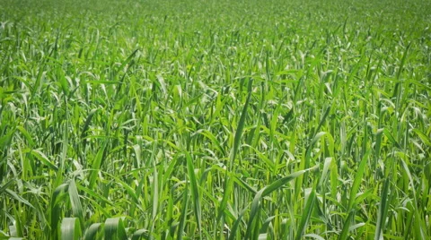 Wheat Field Waves Moved by Wind. Toning Stock Footage 51315493