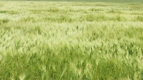 Wheat field waves moved by wind Vídeo Stock 76350882