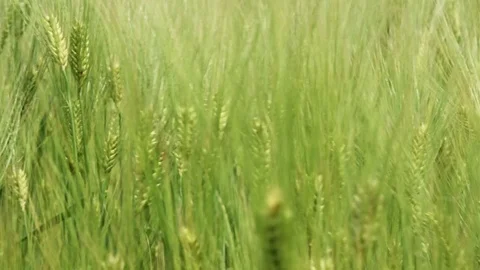 Wheat field waves moved by wind 스톡 동영상 76354349