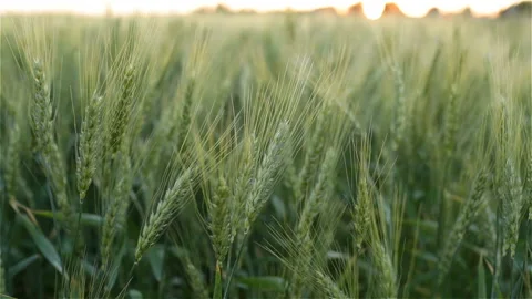 Wheat Field Waves on Wind Stock Footage 123699766