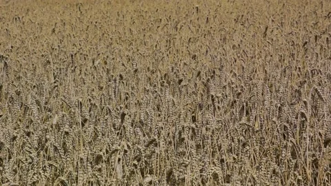 Wheat in the field waving around Stock Footage 169704515