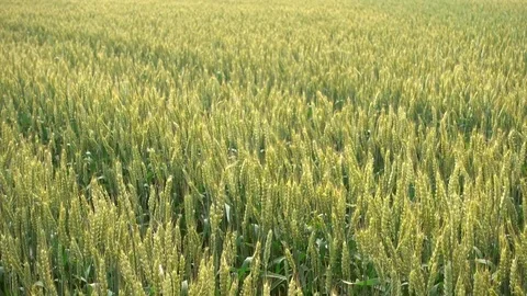 Wheat field waving at wind, 4k 2160p video footage Stock-Footage 84592150