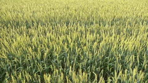 Wheat field waving at wind, 4K ultra hd video footage Stock Footage 84595563