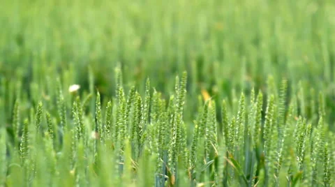 Wheat field waving at wind Stock Footage 56670728